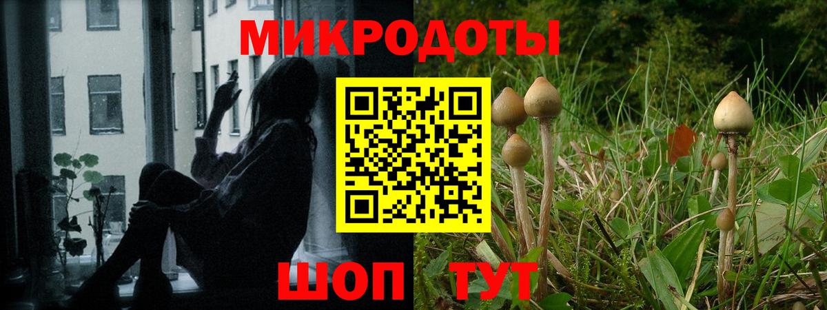Псилоцибиновые грибы Psilocybe Комсомольск-на-Амуре